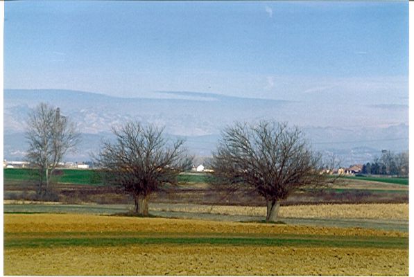 Coppia di gelsi