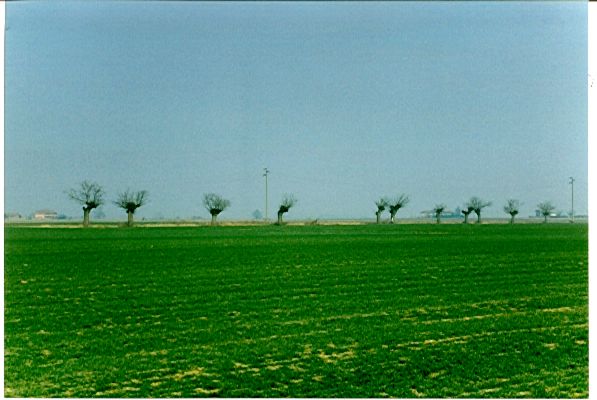 Filari di gelsi