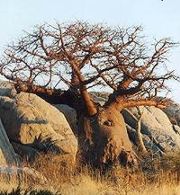 Baobab