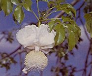 Fiore di baobab