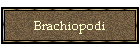 Brachiopodi