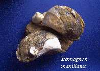 Isomognon maxillatus