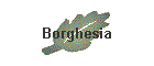 Borghesia